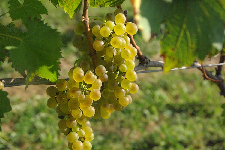 Viognier, vitigno bianco imparentato con Freisa e Nebbiolo