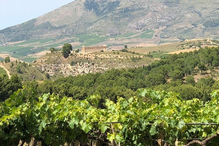 (I vini di Cantina Ermes 
Espressioni della biodiversità siciliana)