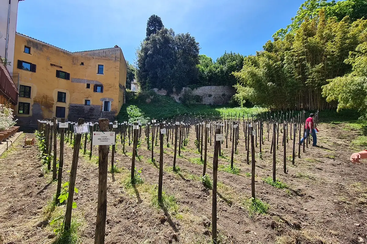 In calendario visite guidate alla scoperta della biodiversit&agrave; e degli angoli pi&ugrave; segreti dell&rsquo;Orto Botanico L&rsquo;Era di maggio tra vino e piante Luca Maroni all&rsquo;Orto Botanico
