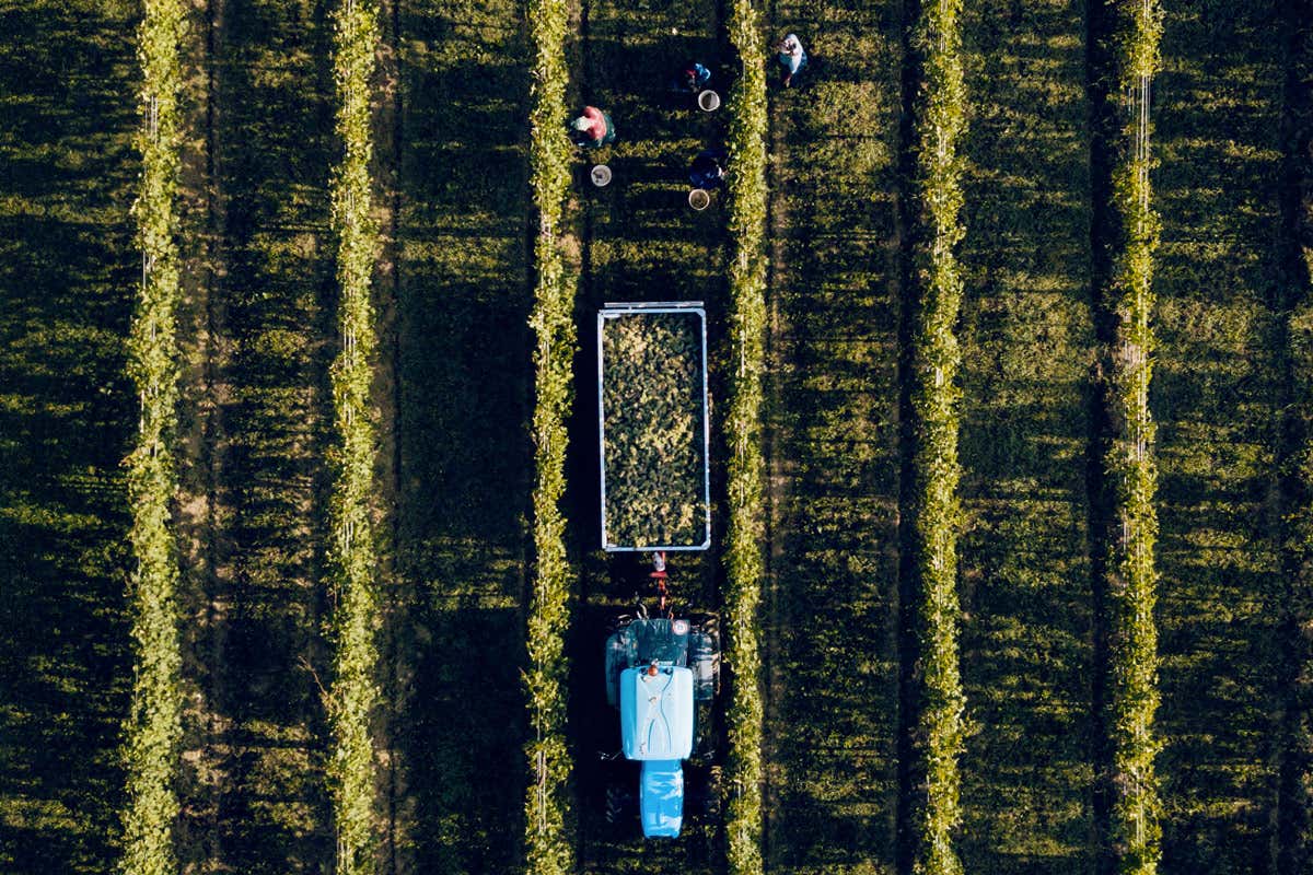 Il percorso di trasformazione di C&agrave; Maiol &egrave; partito dal lavoro in vigna C&agrave; Maiol: una nuova immagine per la storica cantina nel cuore della Lugana