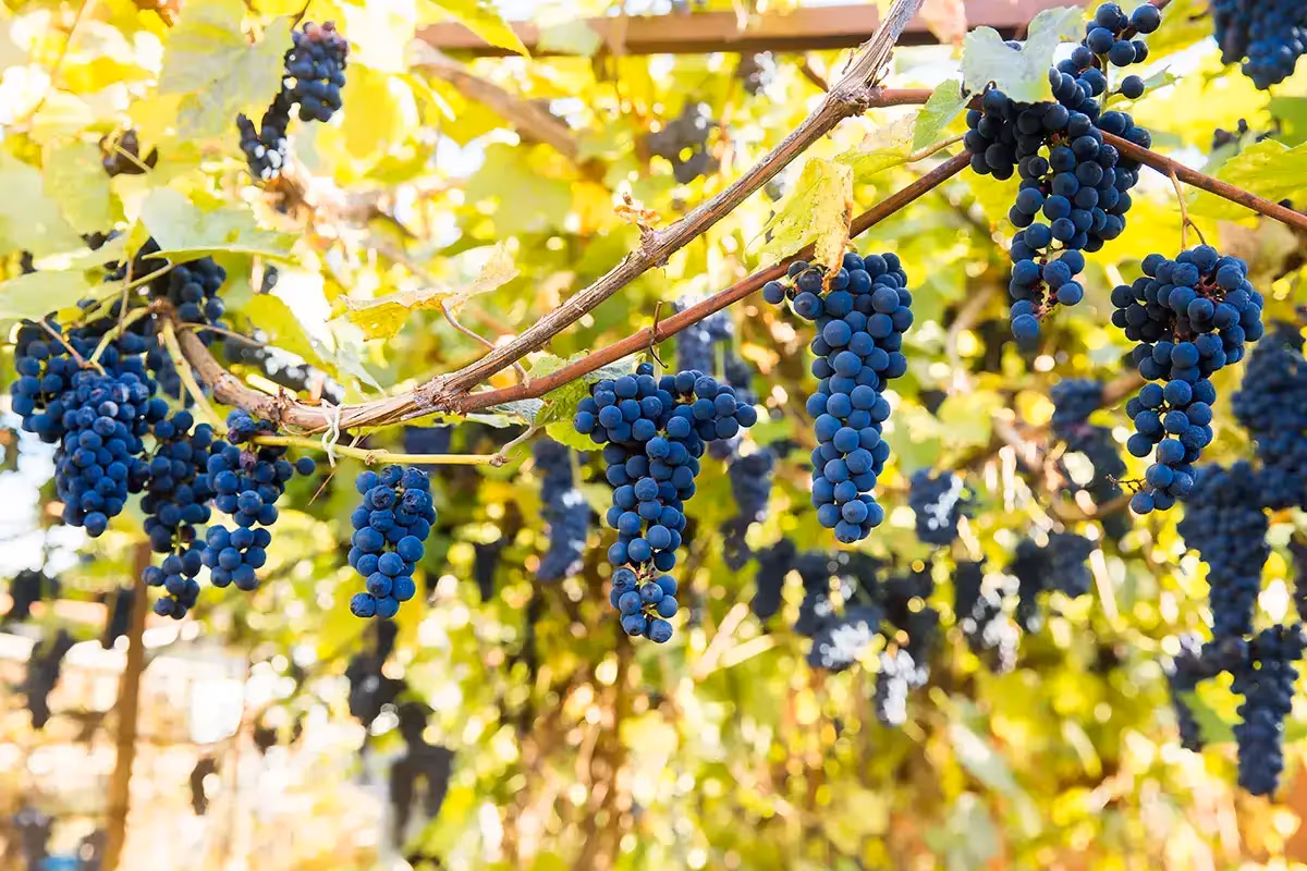 Le uve di Pinot Nero