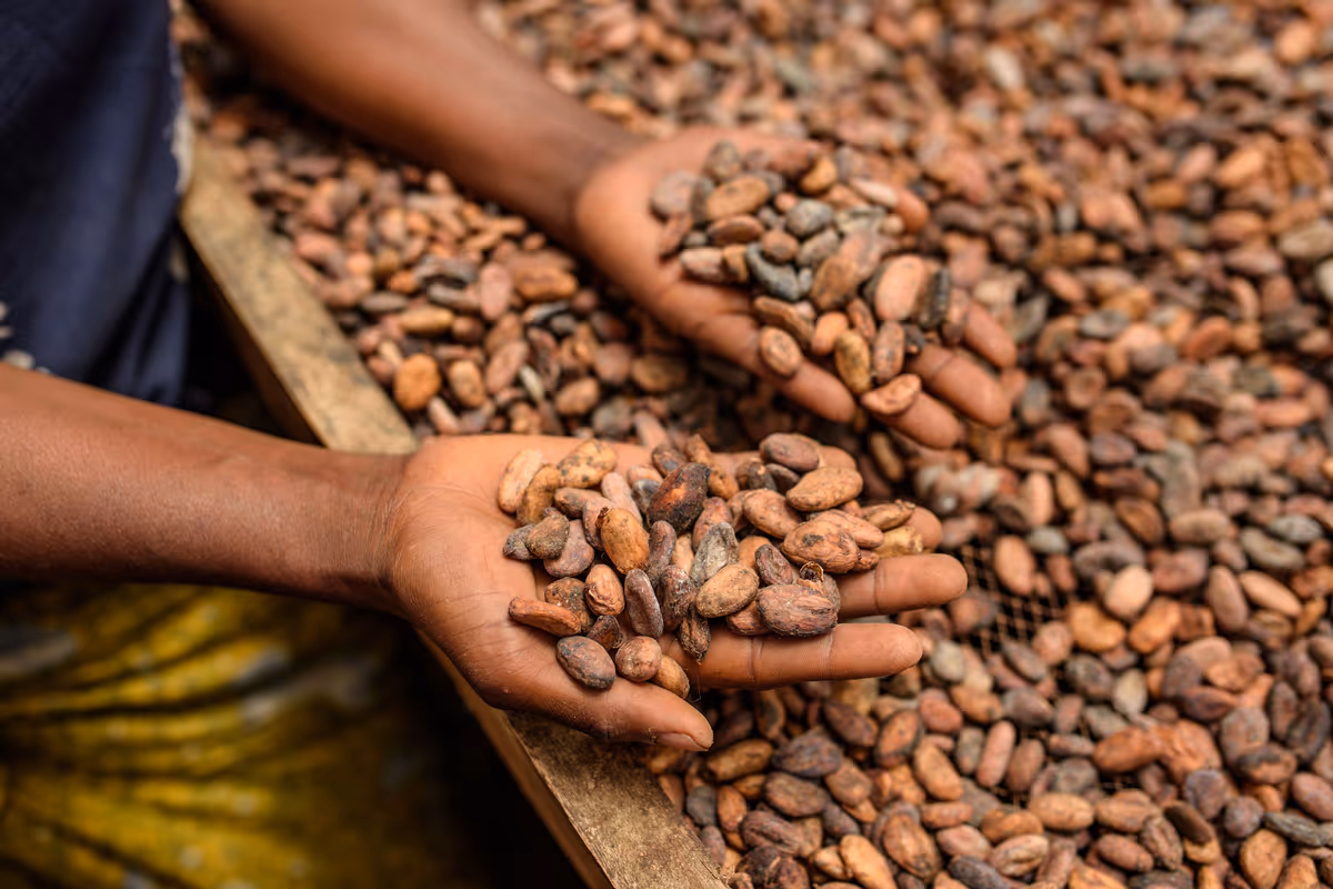 Il progetto Sustainable Farming for a Resilient Livelihood of Cocoa Farmers in Uganda coinvolge 600 coltivatori, 310 ettari e 31 villaggi
