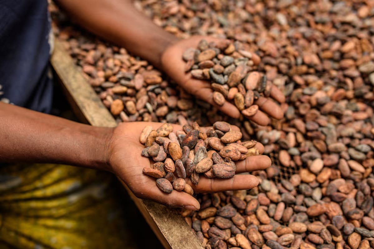 Icam, 80 anni di crescita: il cacao sostenibile guida lo sviluppo futuro