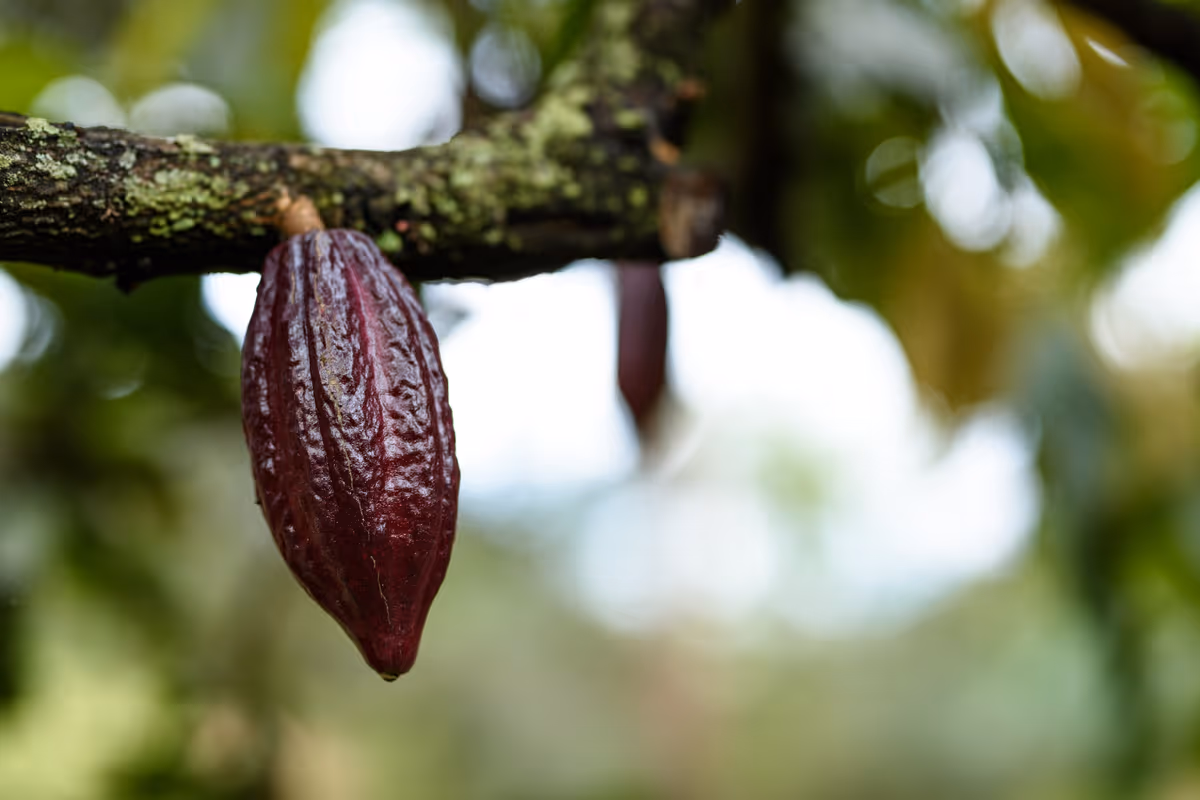La strategia di Icam punta a consolidare una filiera del cacao trasparente e resiliente
