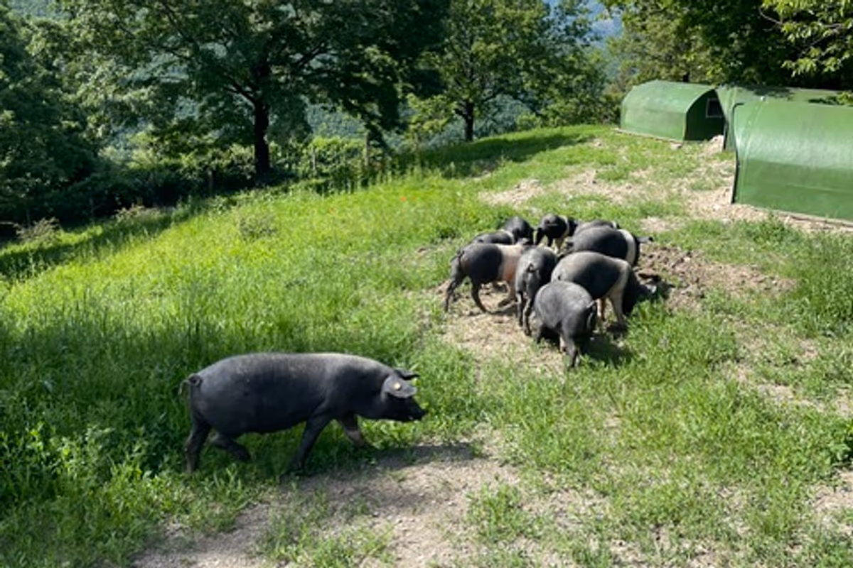 L'allevamento della Cinta Senese Dop si basa prevalentemente su sistemi bradi e semibradi, con animali allevati all'aperto tra boschi, pascoli e aree rurali della Toscana