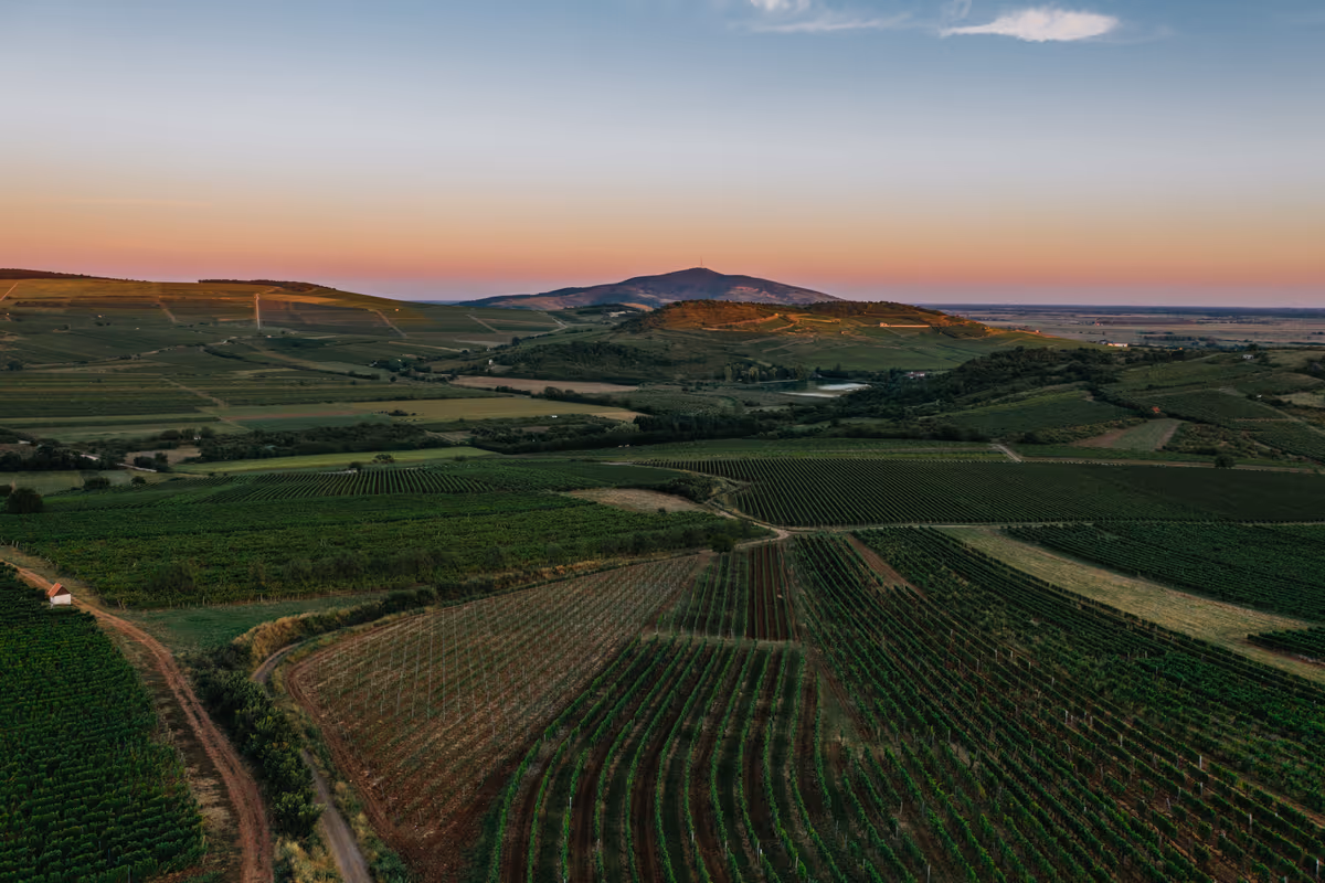 Ungheria, oggi una delle destinazioni da scoprire per gli appassionati di vino