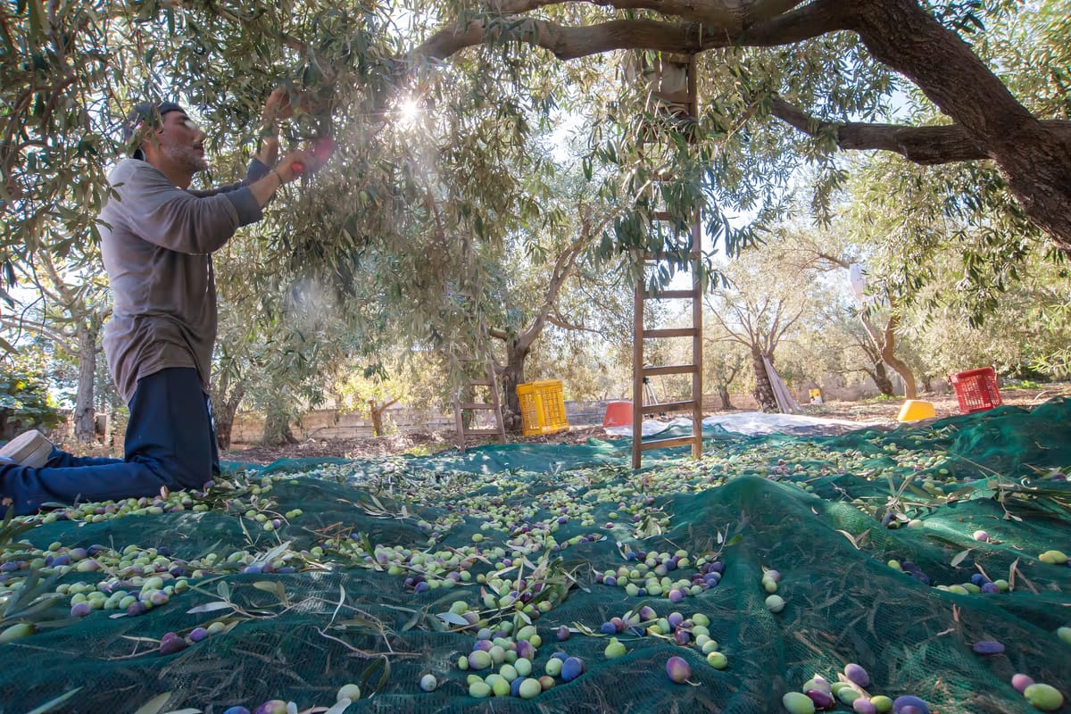Il cibo italiano costa troppo poco? La sfida per salvare le filiere parte dall'olio Evo