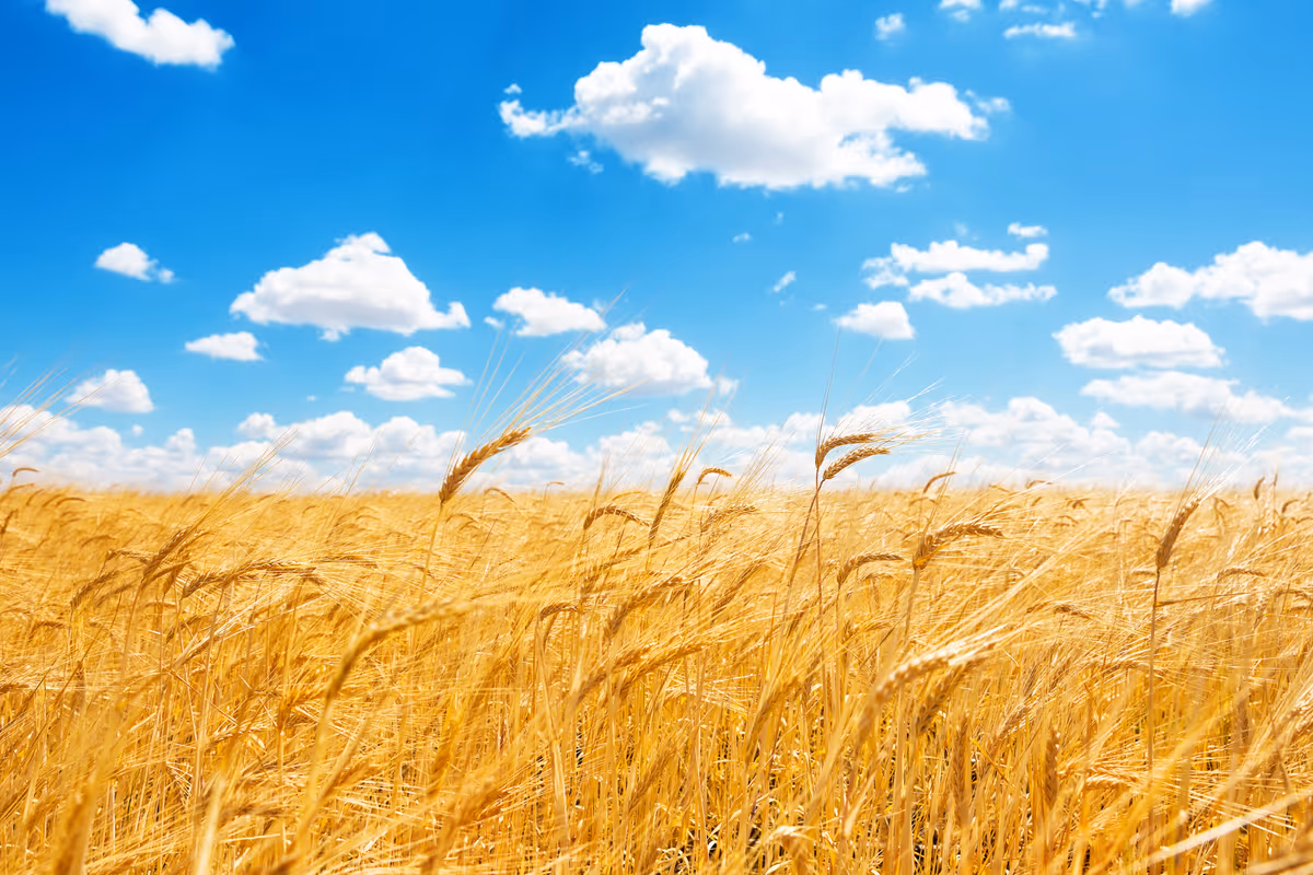 Frumento tenero, aumenta la produzione in Italia ma il grano nazionale non basta