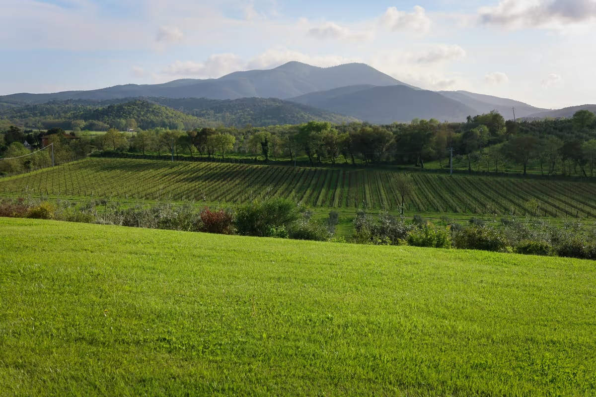 La Faretra e Querce Bettina: dove Maremma e Montalcino si incontrano