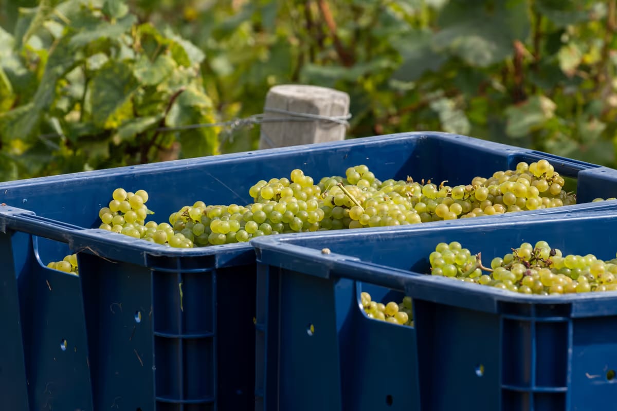 Champagne, quarto taglio consecutivo della resa: pesano clima e mercato