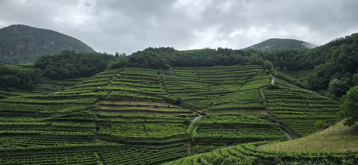 Vigne appese alla montagna e vendemmia manuale: il lato eroico del vino trentino