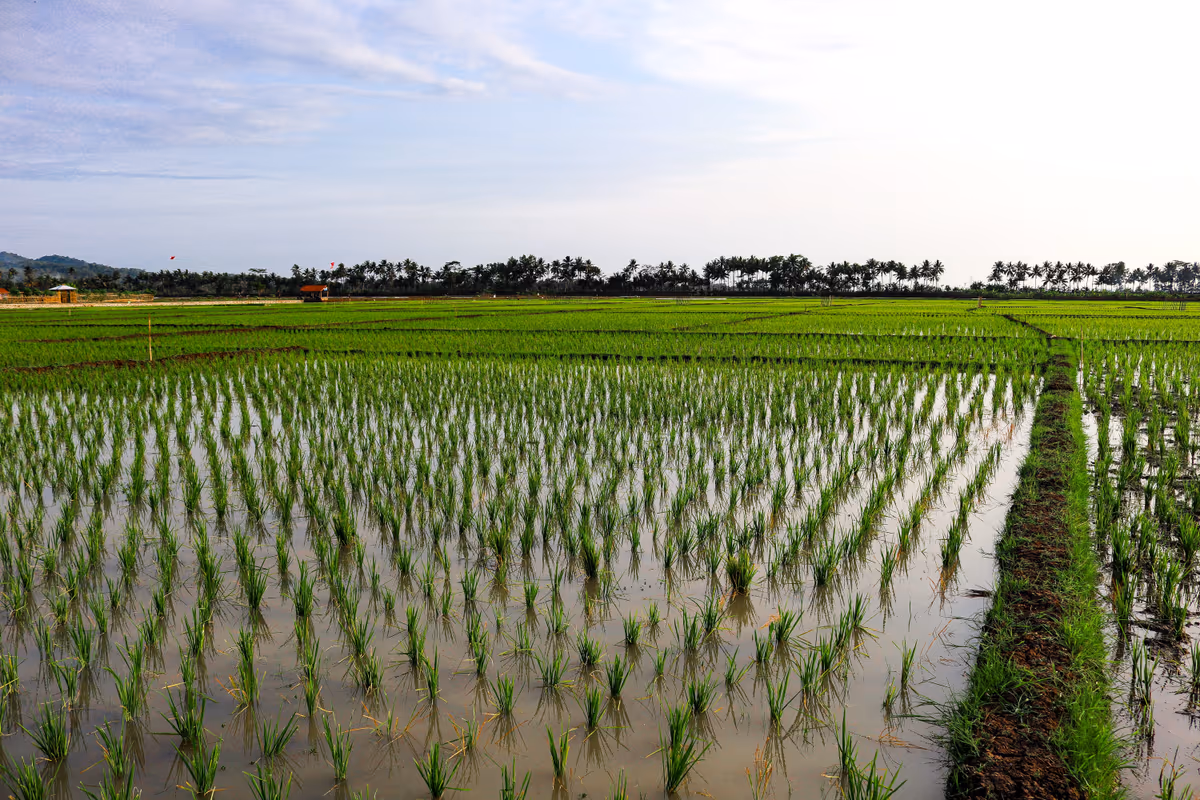 Olio di palma e riso italiano: le incognite dei mercati agricoli tra scorte e clima