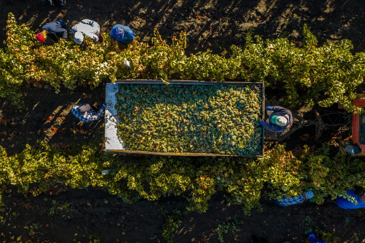 Il caldo anticipa la vendemmia: in Italia la raccolta dell’uva parte prima del previsto