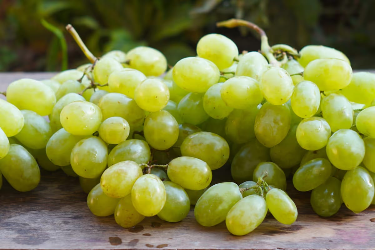 Uva da tavola italiana, export da record nel 2025: sfiorato il miliardo di euro