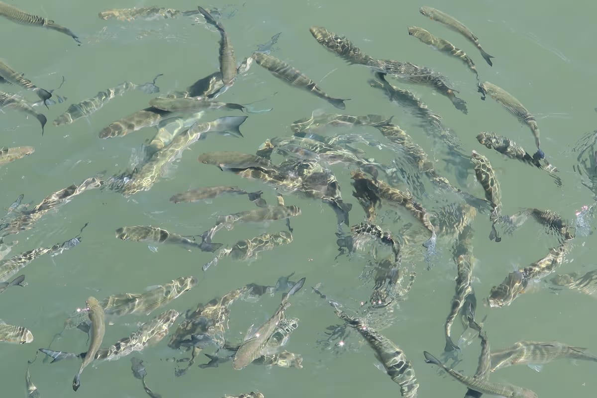 Lombardia, stanziati oltre 1,4 milioni per acquacoltura e tutela di laghi e fiumi