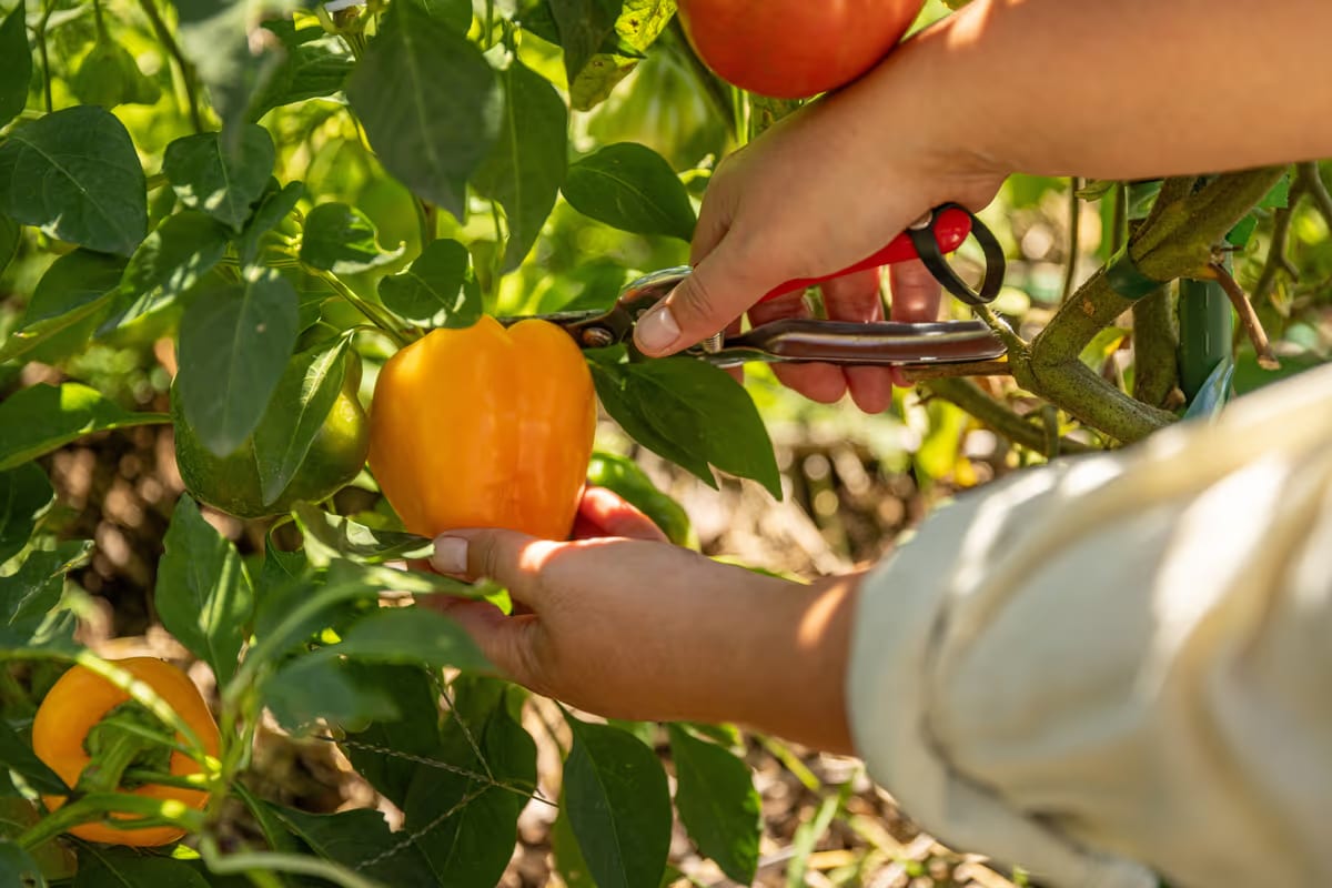 Peperone dolce: cosa contiene e quali benefici può avere per la salute