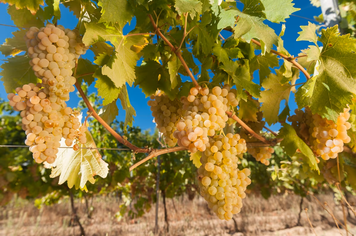 Il Vermentino non è solo da bere giovane: la prova arriva dalla Gallura