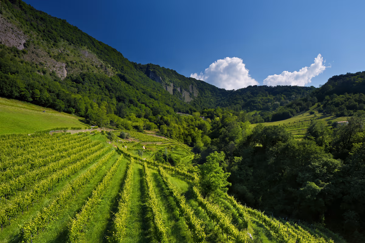 Il Prosecco più cercato al mondo nasce qui: la storia di Bottega