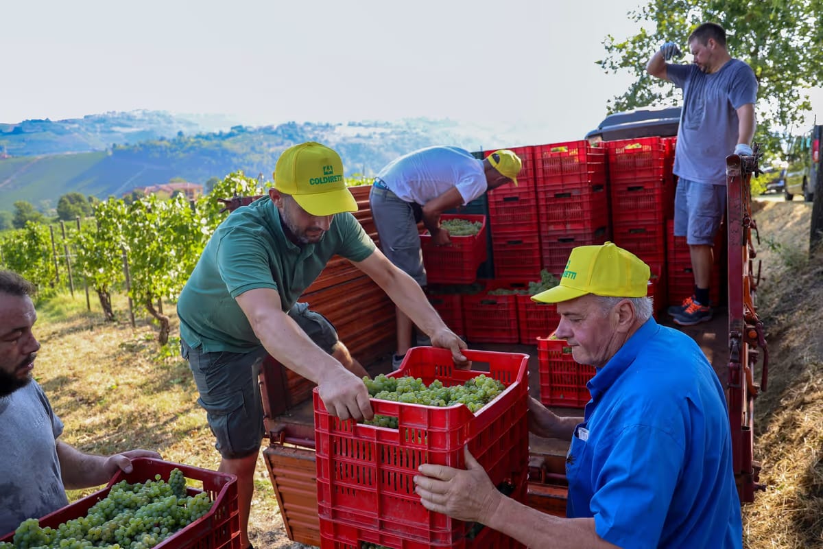 Vendemmia mai così presto: l'Oltrepò apre il 2026 e il clima cambia il vino