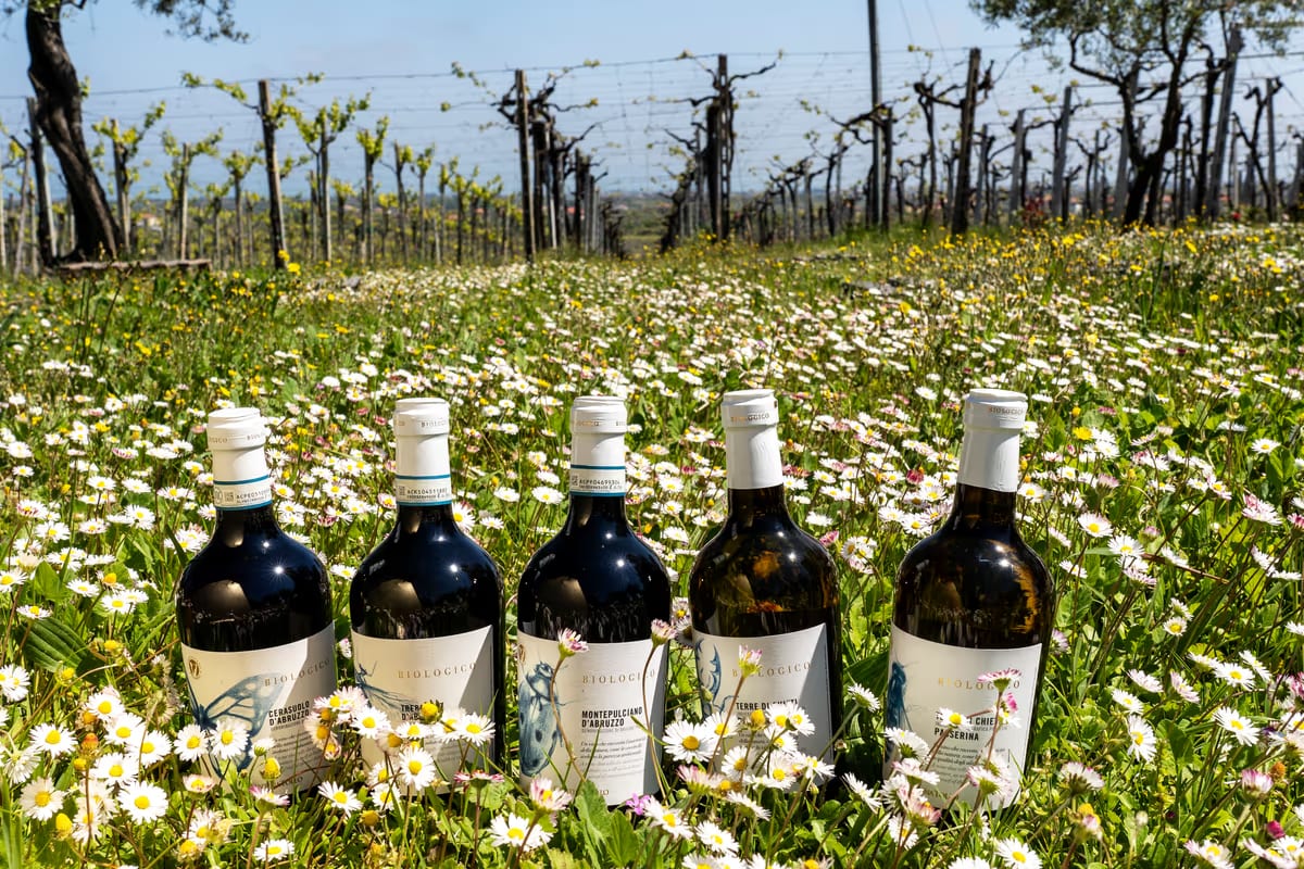 Cantina Tollo espande i vigneti in Abruzzo, acquisendo 133 ettari per il futuro del vino locale