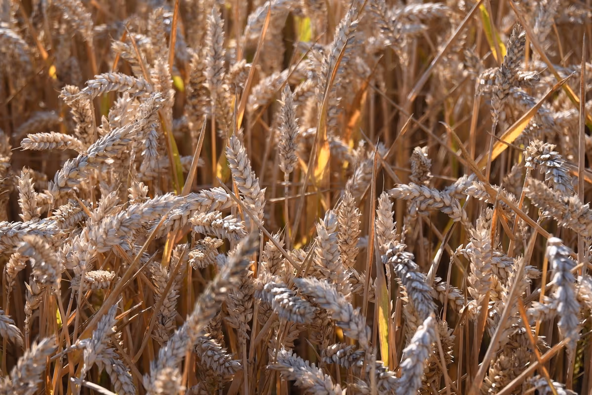 Dietro il successo della pasta italiana c'è anche il grano straniero