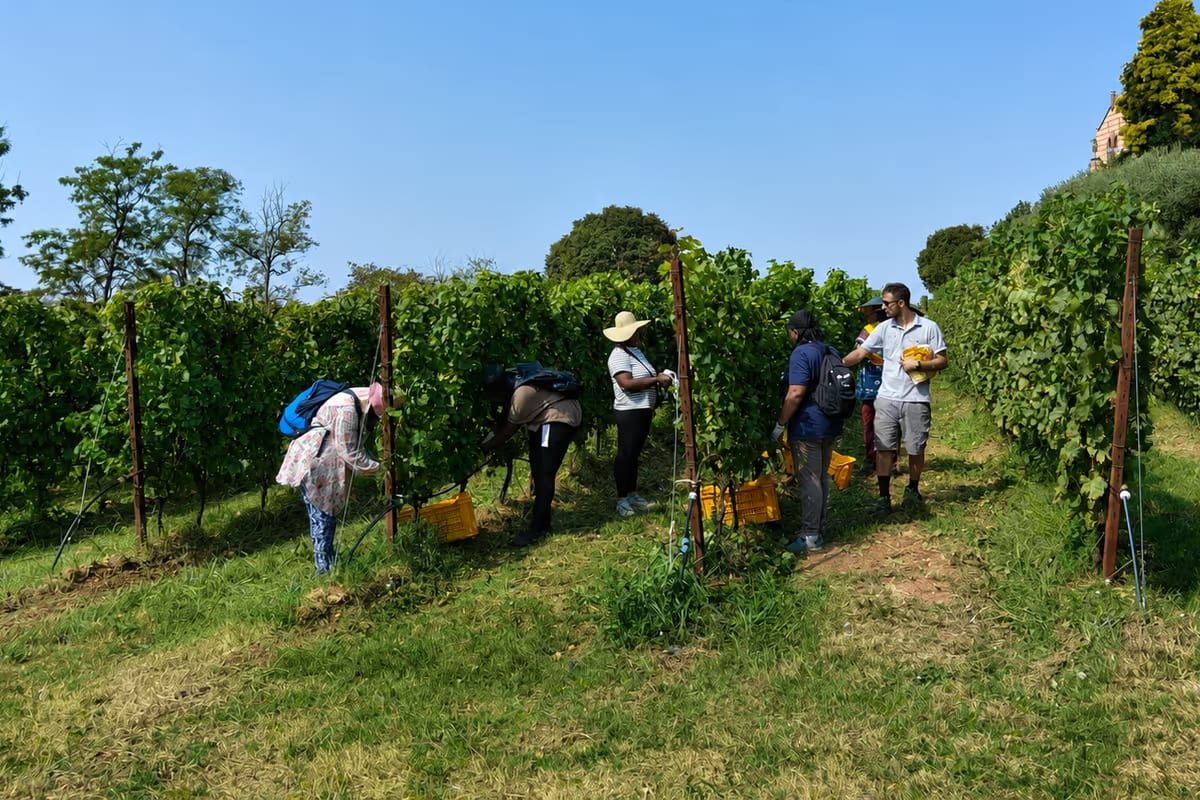 Il caldo accelera la vendemmia in Lombardia: si parte con 7-10 giorni d'anticipo