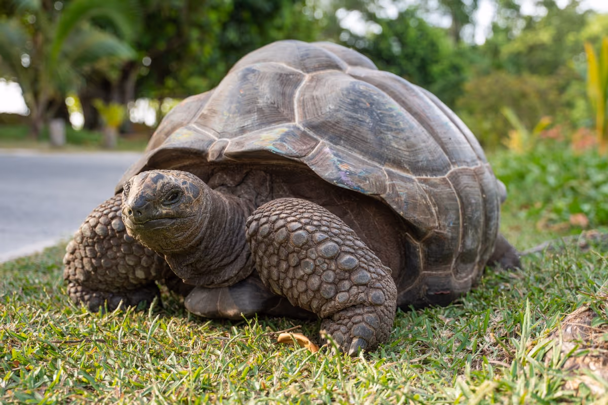Un incontro con un'antica sentinella. Le Seychelles offrono il raro privilegio di imbattersi nelle tartarughe giganti