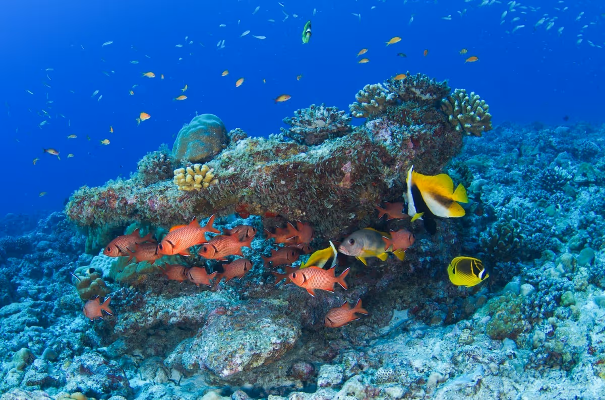 Seychelles, soggiornare nell'Eden si può: tra eco resort e cucina creola