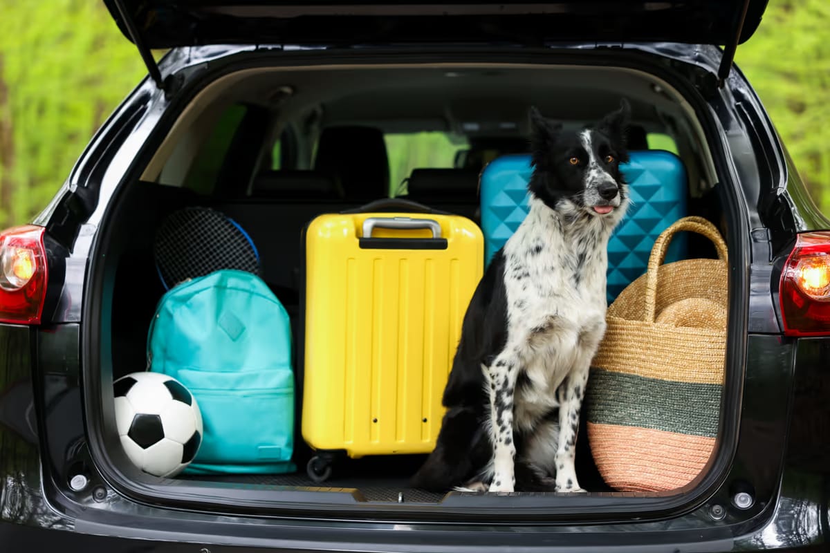 In vacanza con il cane o il gatto: sono 6,1 milioni di italiani a farlo