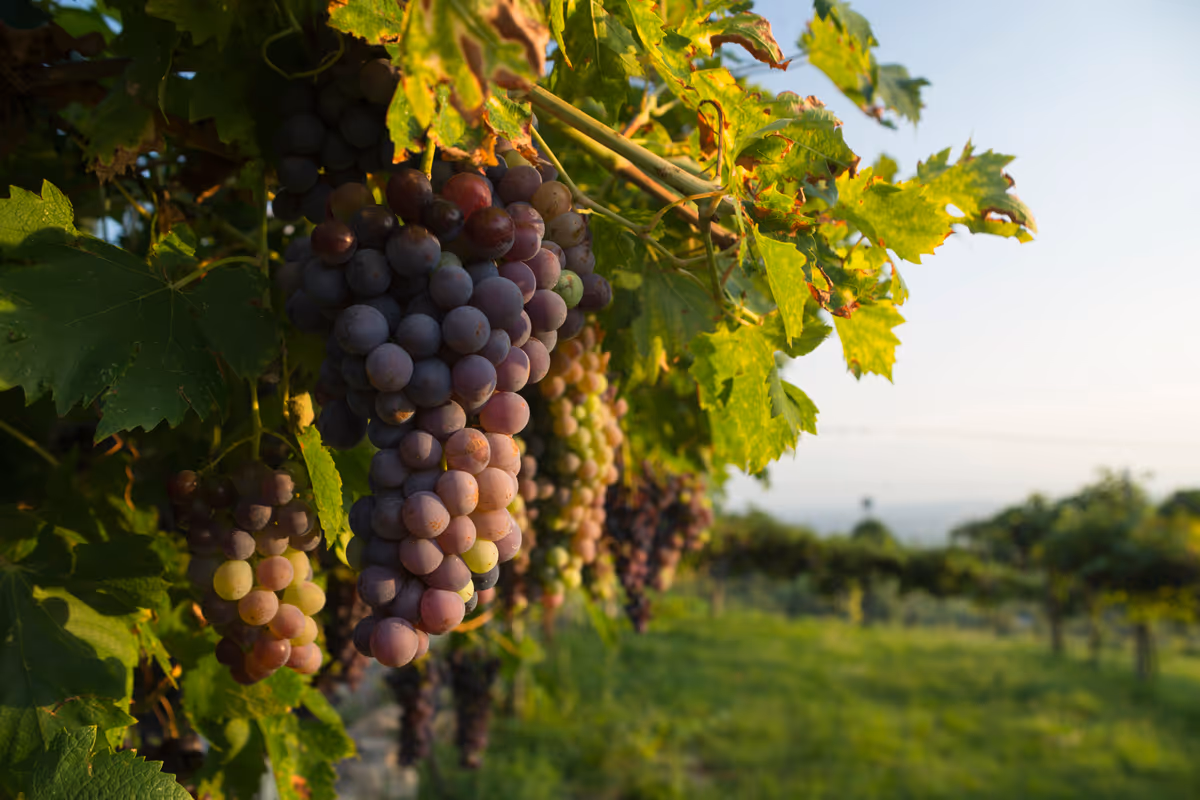 La Corvina, varietà d'uva rossa veronese