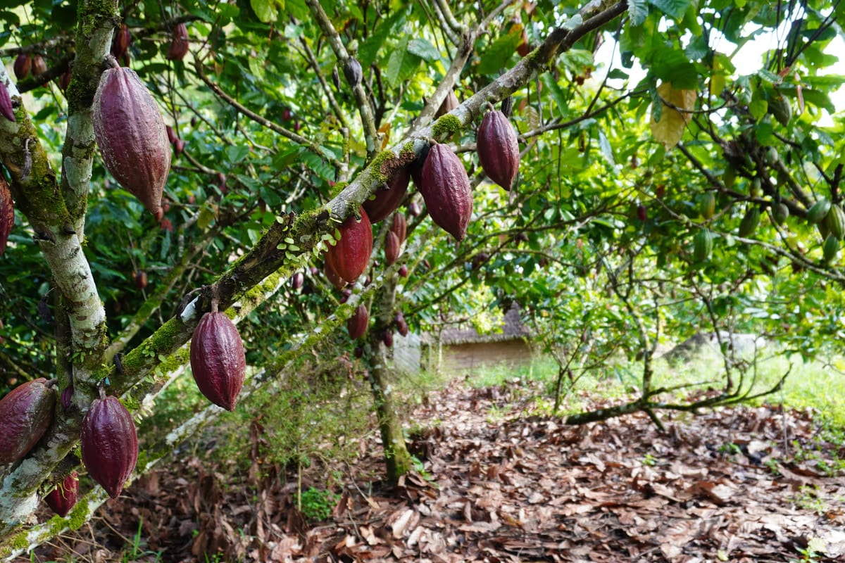 Cacao, il clima riaccende la tensione sui prezzi: mercato ostaggio della volatilità