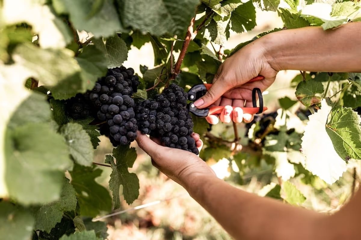 Alta Langa, vendemmia 2026 in anticipo: uve sane e basi spumante di alta qualità