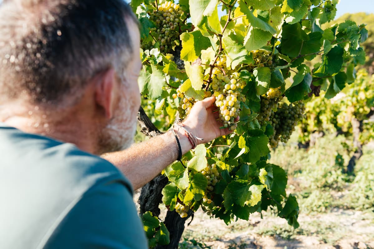 Vendemmia 2026, dal Friuli alla Toscana la raccolta parte prima