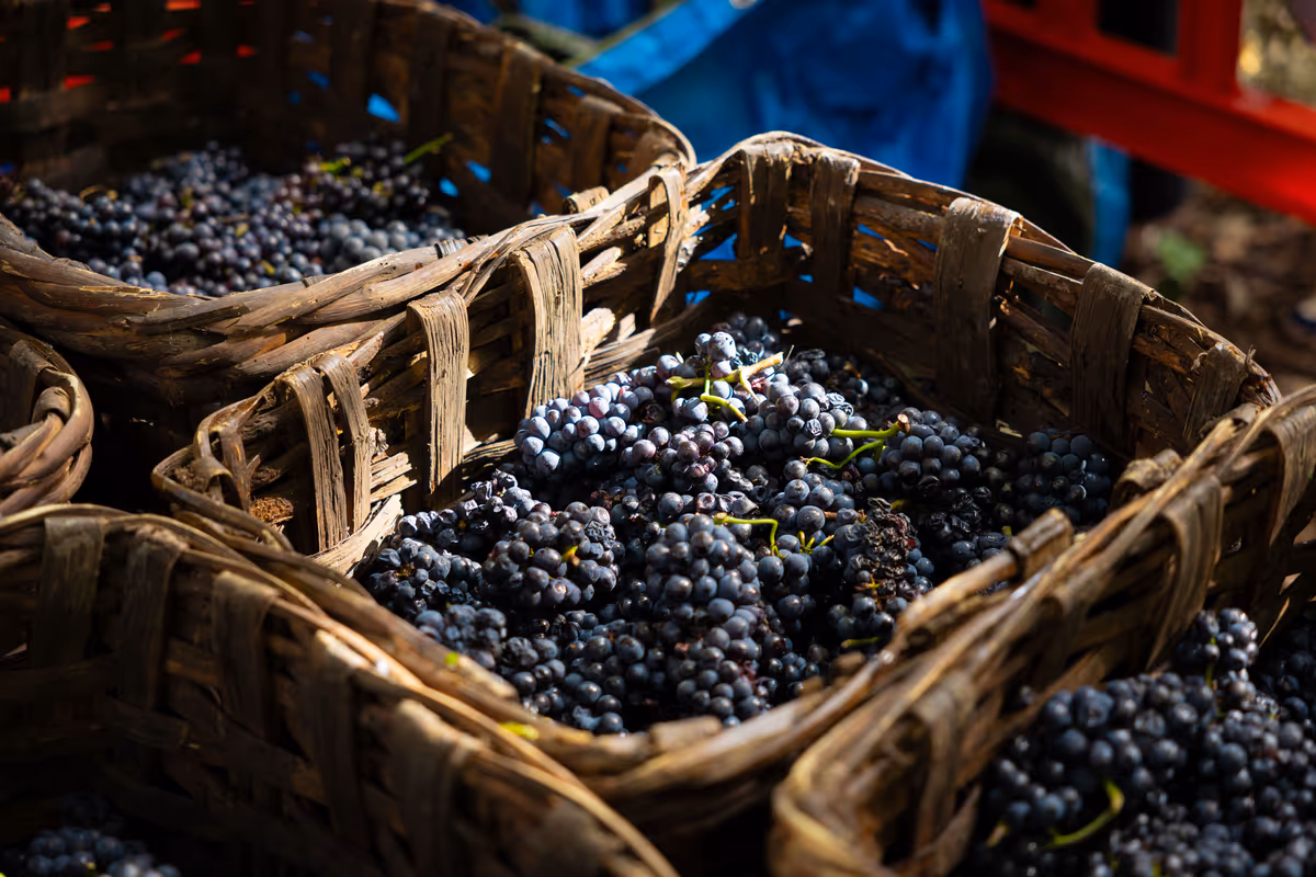 Vendemmia 2026, dal Friuli alla Toscana la raccolta parte prima