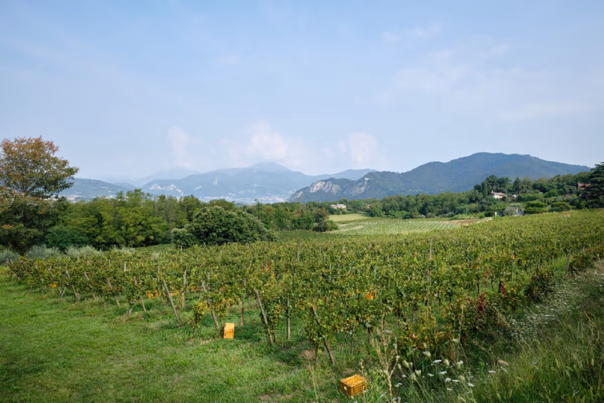 Vendemmia 2026, dal Friuli alla Toscana la raccolta parte prima