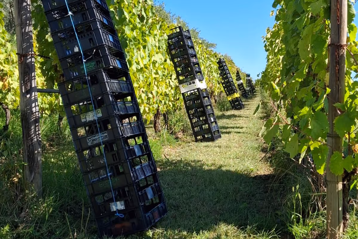 Vendemmia 2026, dal Friuli alla Toscana la raccolta parte prima