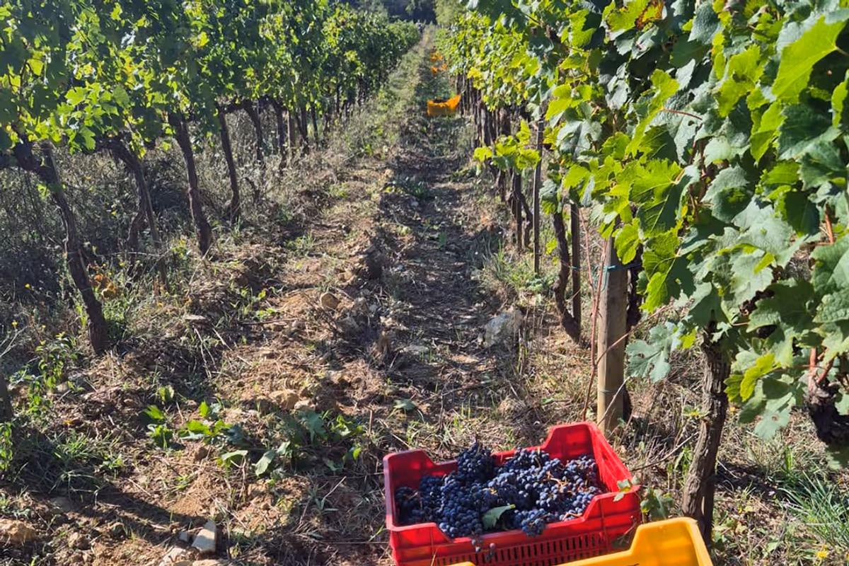 Vendemmia 2026, dal Friuli alla Toscana la raccolta parte prima
