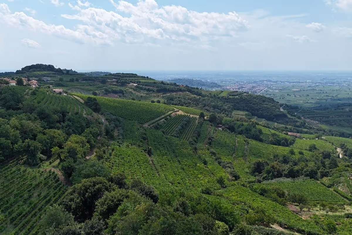 Freschezza o struttura? Alla scoperta dei due volti del Soave