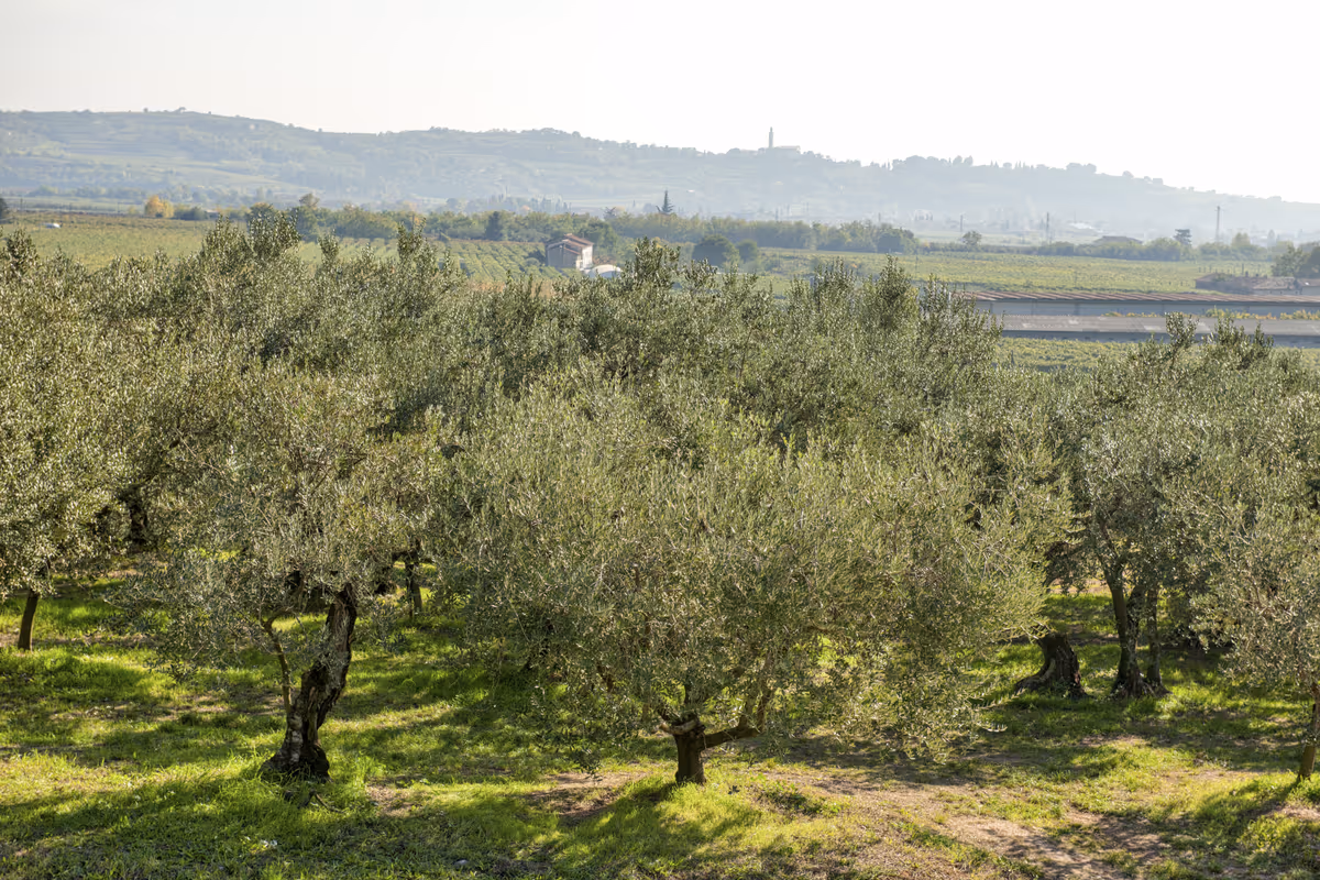 Freschezza o struttura? Alla scoperta dei due volti del Soave