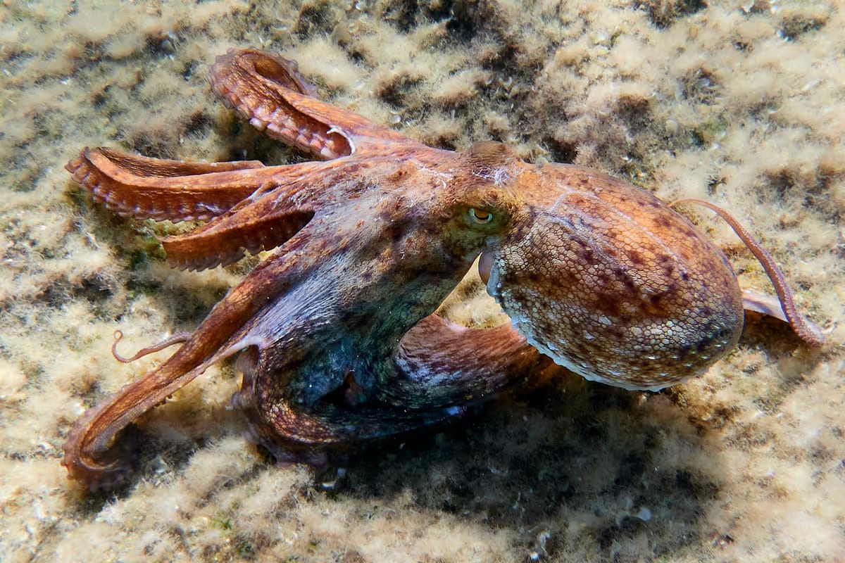 Granchio blu, 500mila polpi nell'Adriatico: così si punta a fermare l'invasione