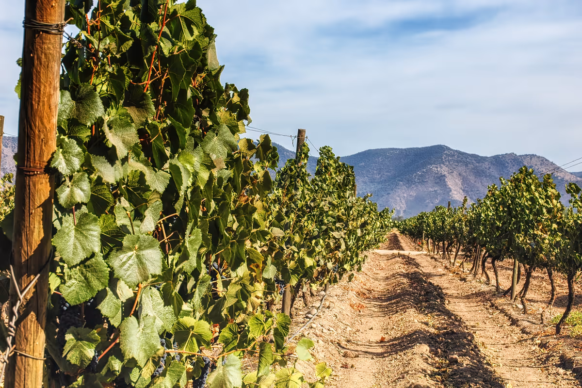 I vigneti nella Mapo Valley