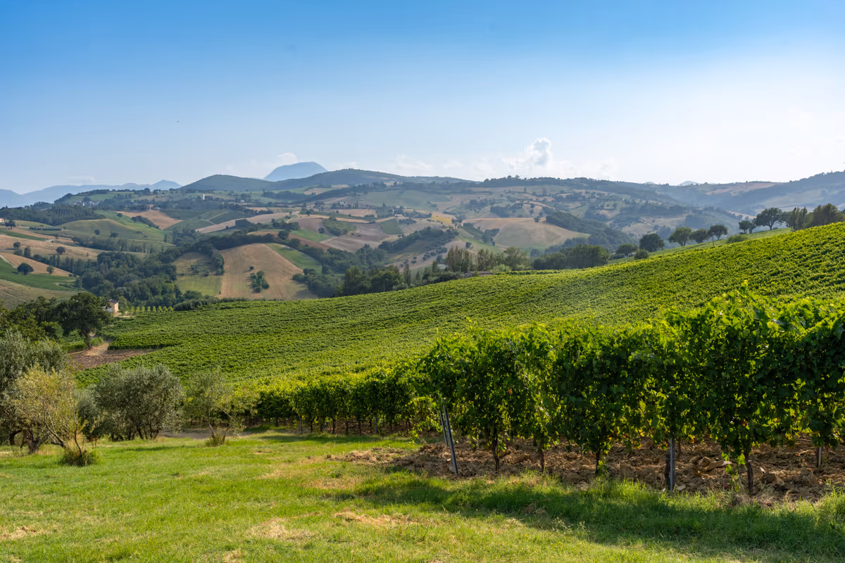 Verdicchio dei Castelli di Jesi, il Consorzio taglia le rese per riequilibrare il mercato