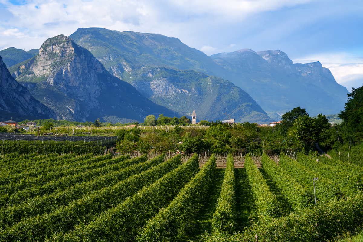 Oltre Doc e vitigni: Scienza immagina un nuovo futuro per il vino italiano