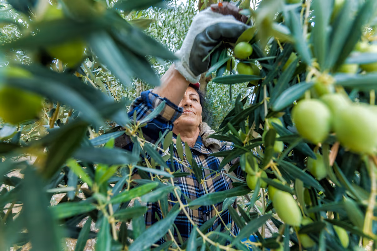 La raccolta di olive calcidiche
