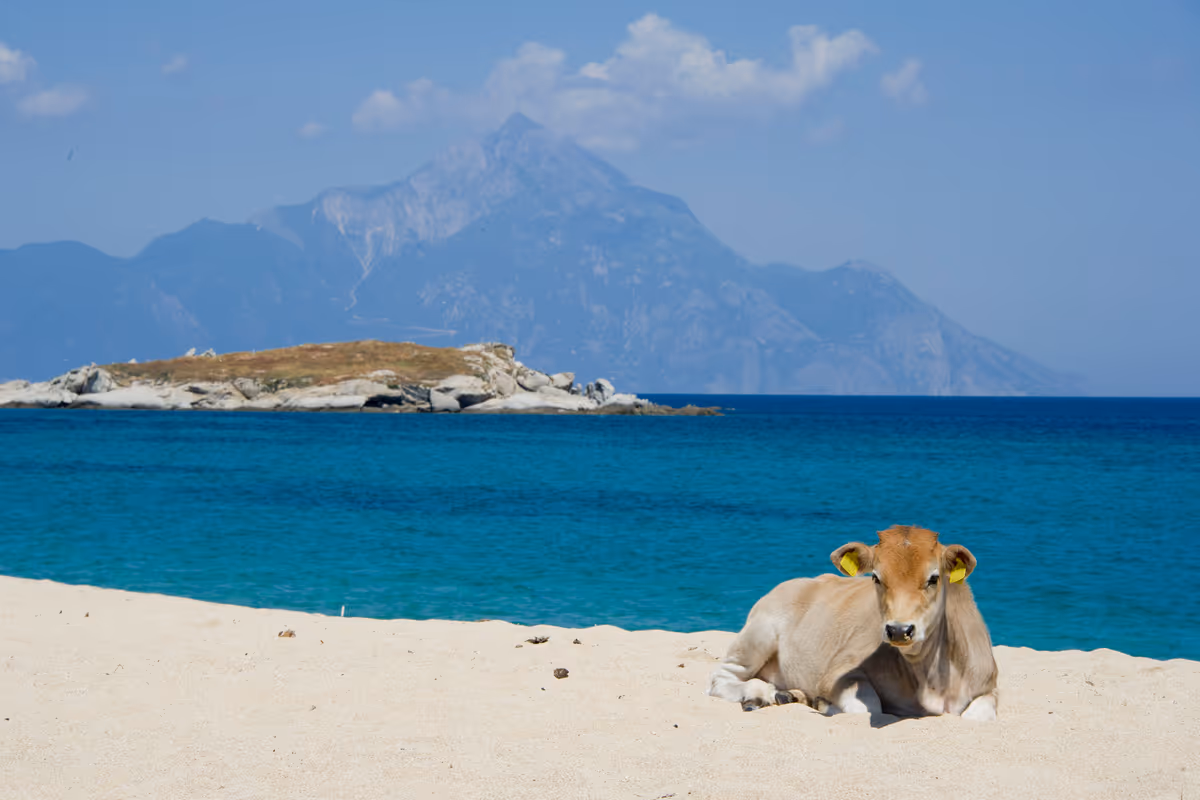 un vitello riposa sulla sabbia di una spiaggia in Calcidica davanti al mare