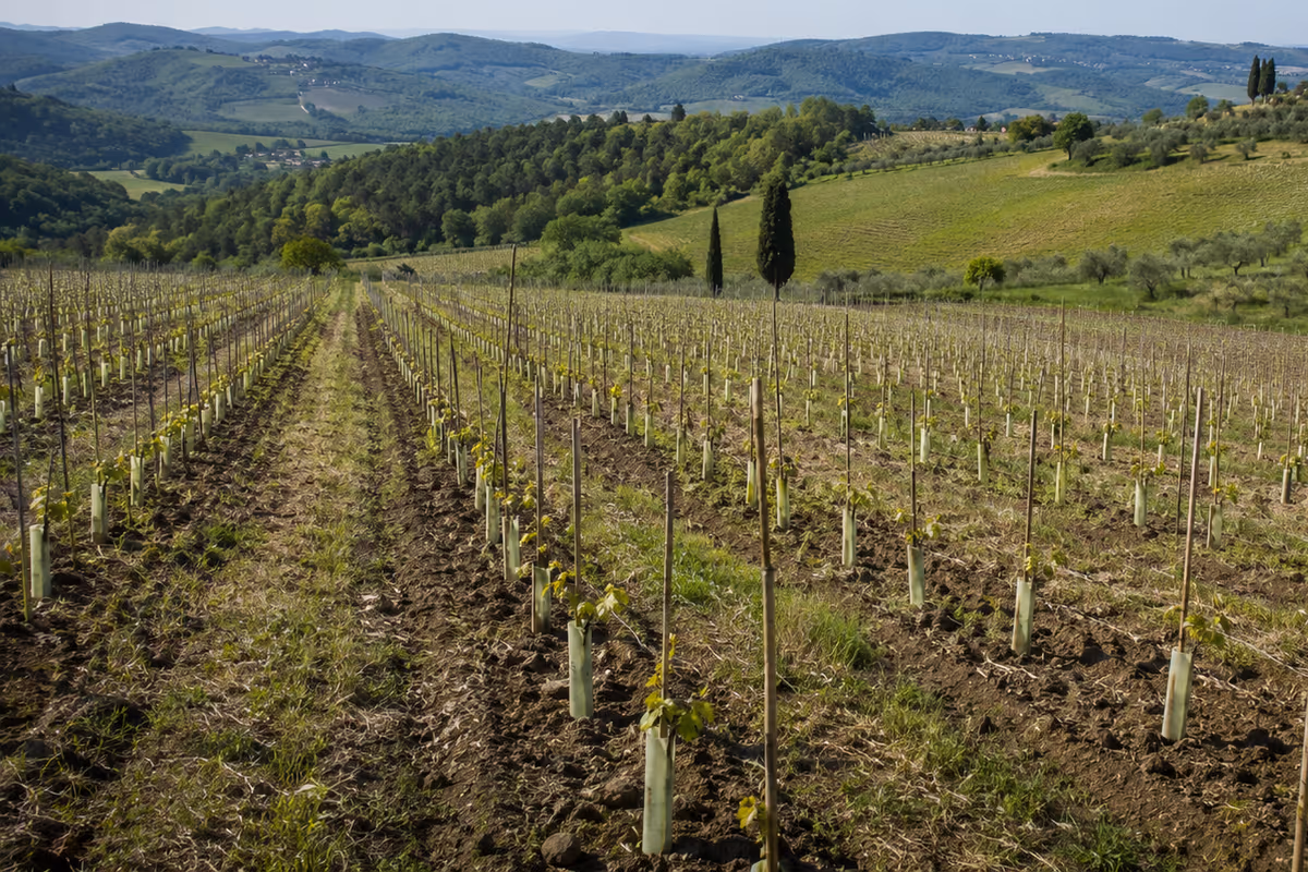 Troppo vino in cantina: la Toscana riduce le rese per la vendemmia 2026