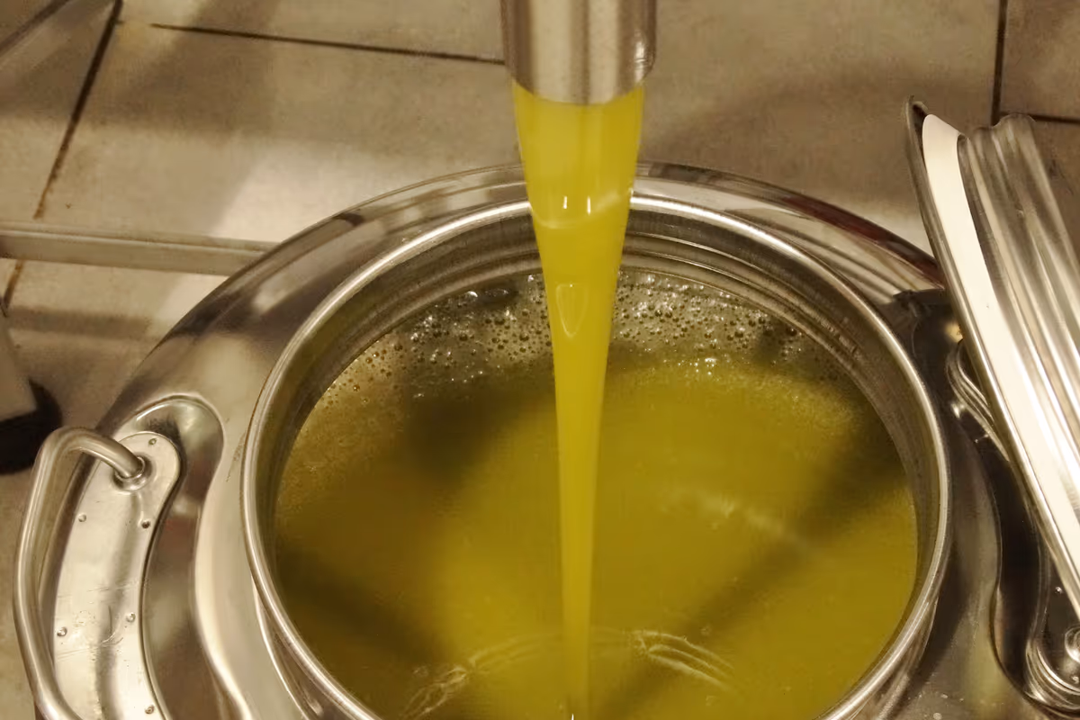 Olio extravergine italiano, nuova campagna a rischio: scorte alte e vendite ferme