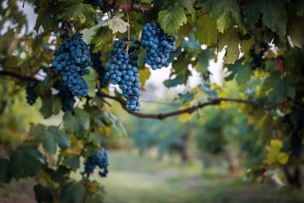 Notti del Vino 2026