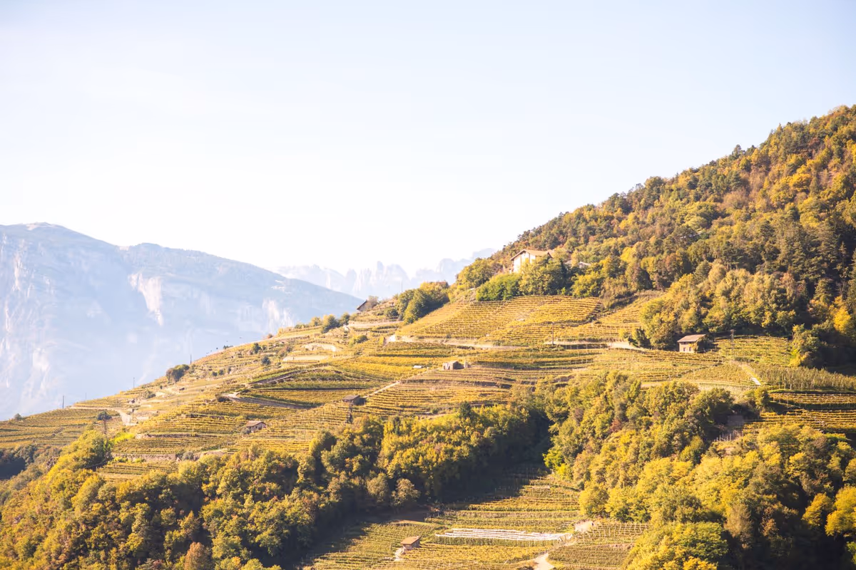 Dal 1° al 4 ottobre la Val di Cembra celebra il vino “verticale” e i suoi muretti a secco