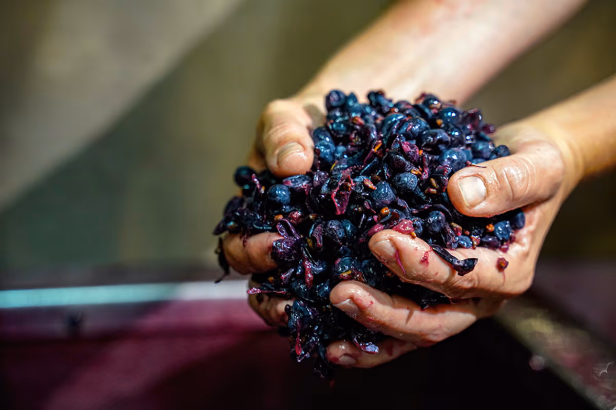 Il momento cruciale della cernita manuale delle uve Sangiovese: solo i grappoli migliori vengono selezionati per preservare l'integrità e la qualità
